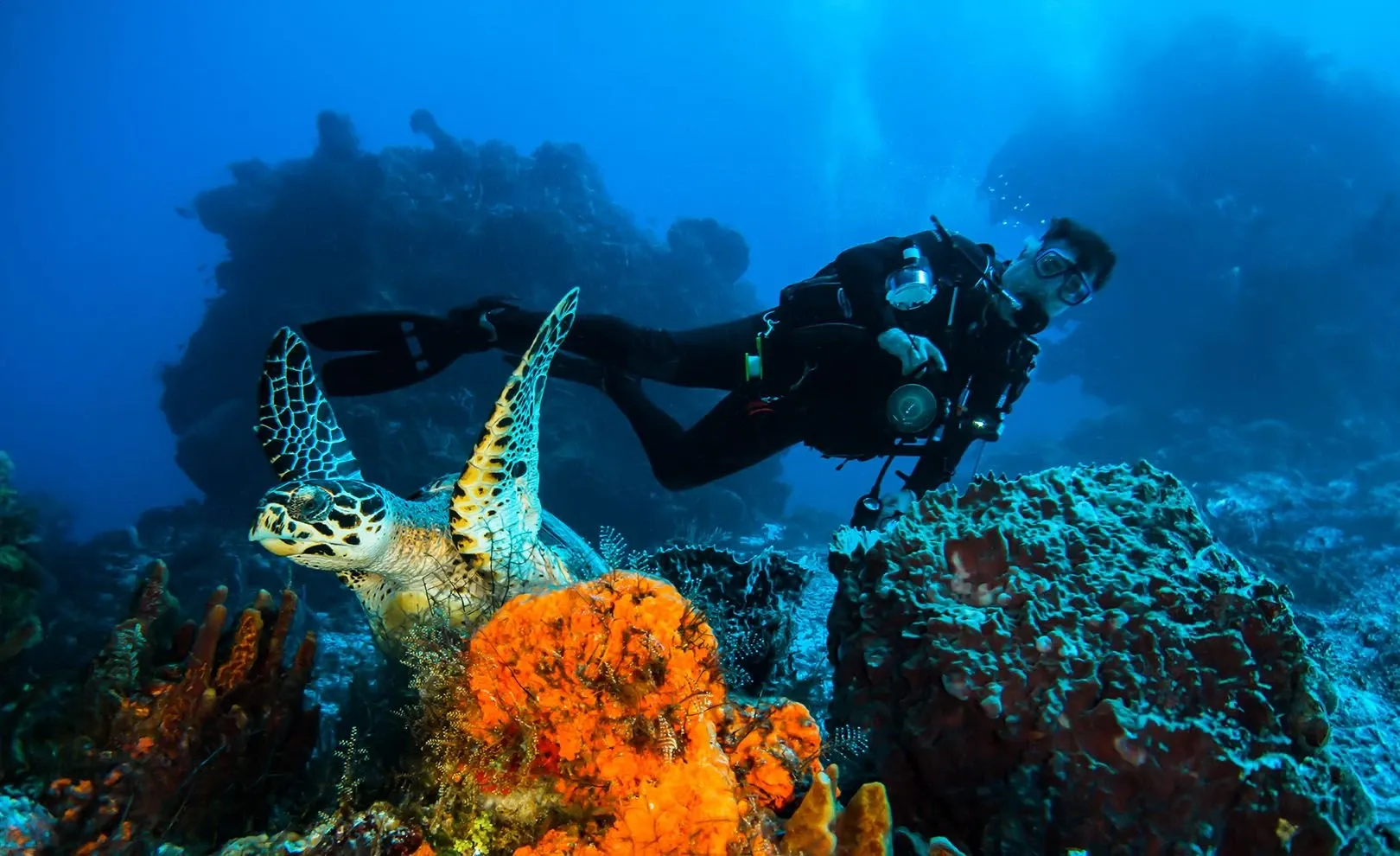 Dive And Delight In The Unique Reefs Of Cozumel Aquasafari