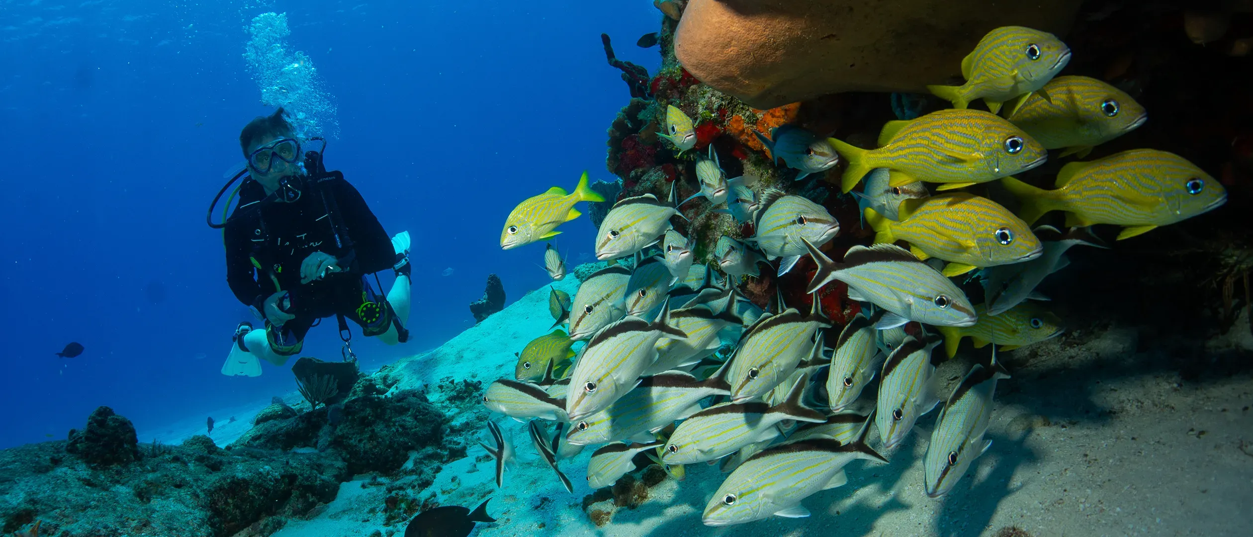 diving-experience-aquasafari.webp
