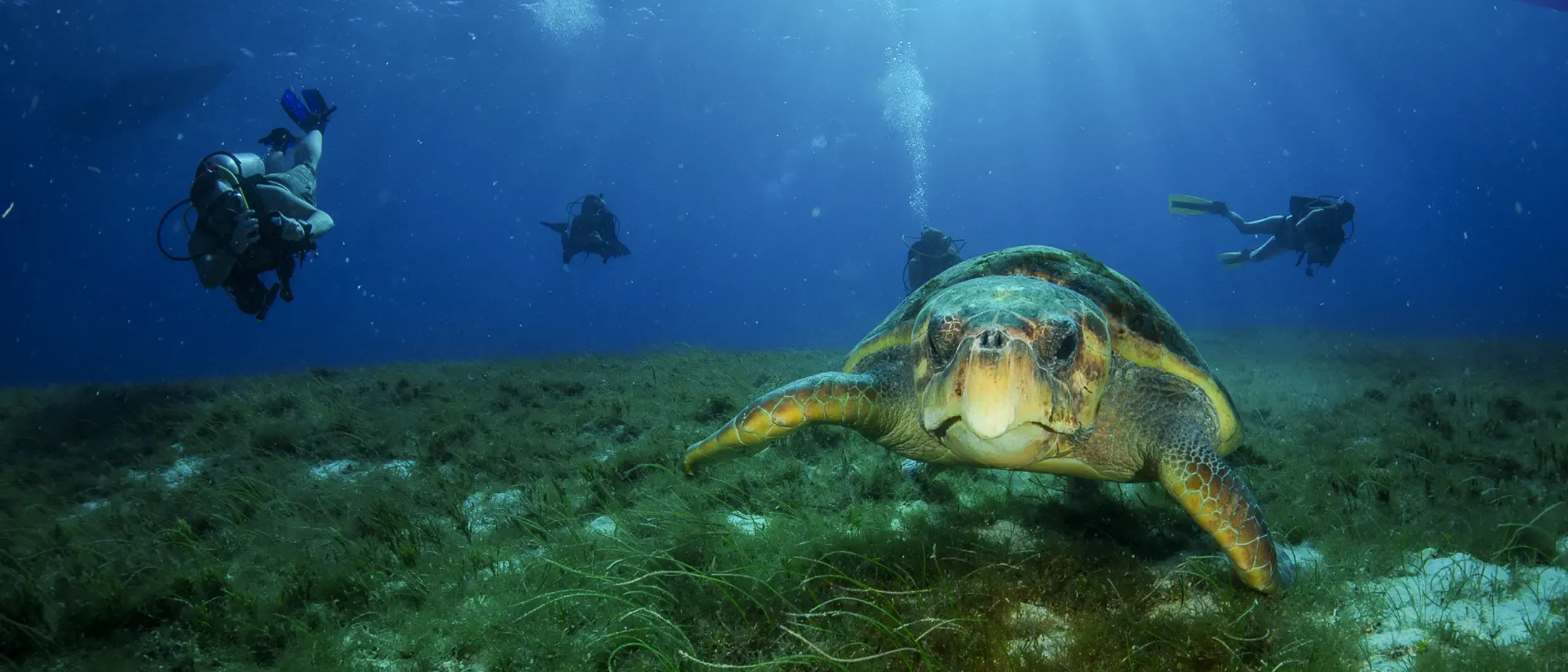 experience-scuba-dive-aquasafari.webp