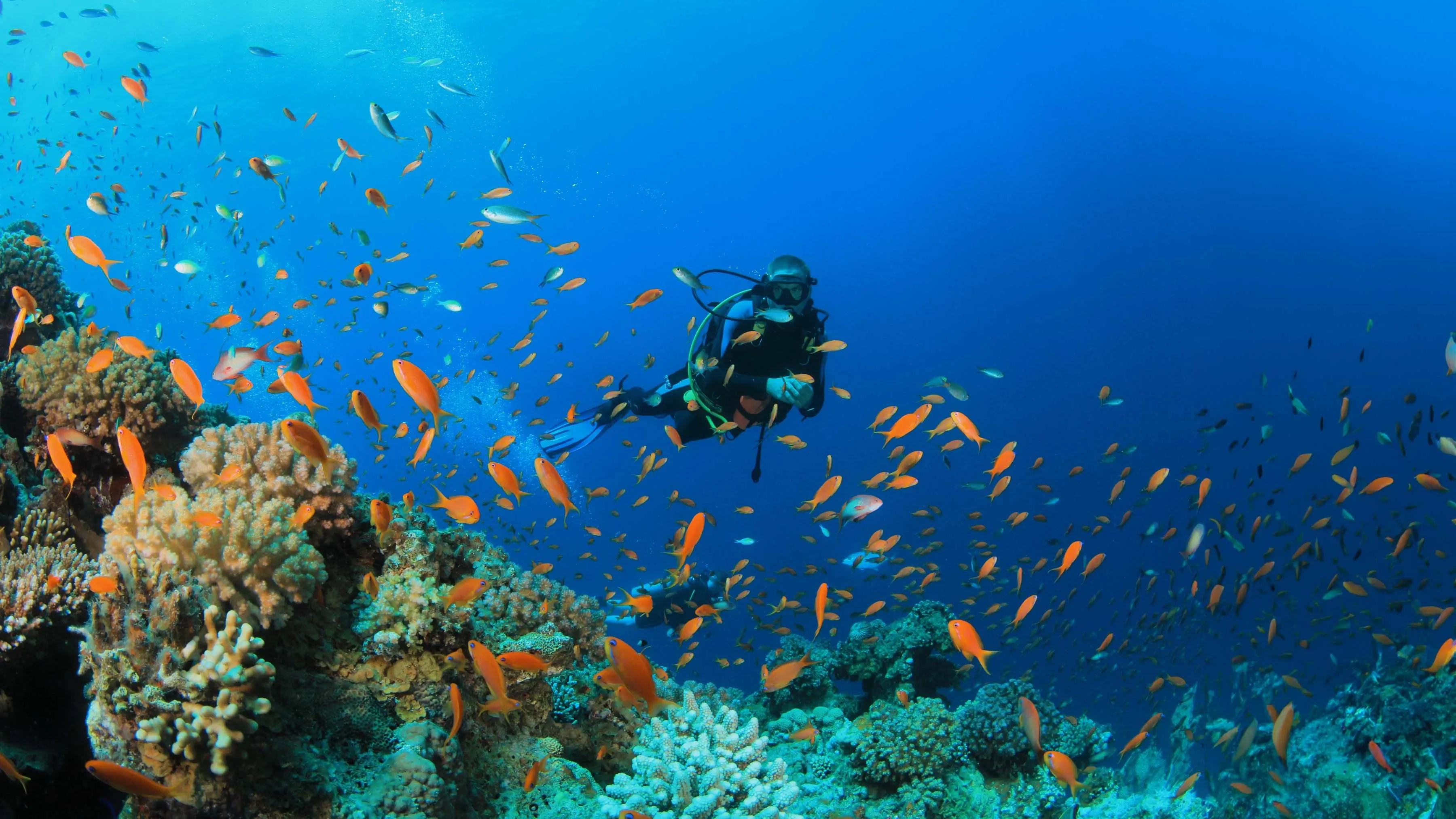 Dive And Delight In The Unique Reefs Of Cozumel Aquasafari